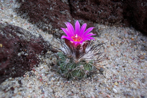 gymnocactus viereckii